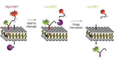 Membrane-bound FRET probe visualizes MMP12 activity in pulmonary inflammation