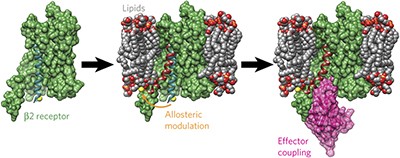 Allosteric regulation of G protein–coupled receptor activity by phospholipids