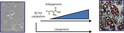 Branched-chain amino acid catabolism fuels adipocyte differentiation and lipogenesis