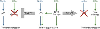 CRISPR-Cas9–based target validation for p53-reactivating model compounds