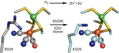 Mechanism of hydrogen activation by [NiFe] hydrogenases