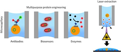High-throughput analysis and protein engineering using microcapillary arrays