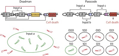 'Deadman' and 'Passcode' microbial kill switches for bacterial containment