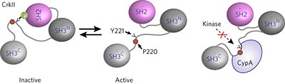 Cyclophilin A promotes cell migration via the Abl-Crk signaling pathway