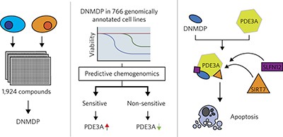 Identification of cancer-cytotoxic modulators of PDE3A by predictive chemogenomics