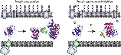 An <i>in vivo</i> platform for identifying inhibitors of protein aggregation