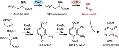 A nitrous acid biosynthetic pathway for diazo group formation in bacteria