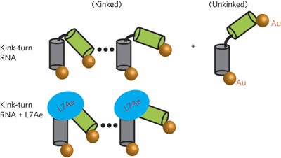 The solution structural ensembles of RNA kink-turn motifs and their protein complexes
