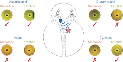 Nascent peptide assists the ribosome in recognizing chemically distinct small molecules