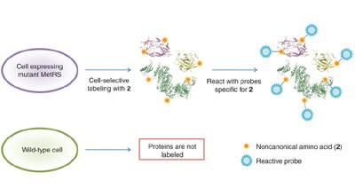 Cell-selective metabolic labeling of proteins