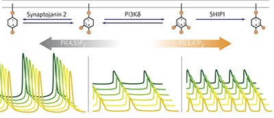 Frequency and amplitude control of cortical oscillations by phosphoinositide waves