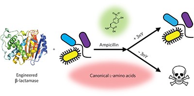 Addicting diverse bacteria to a noncanonical amino acid