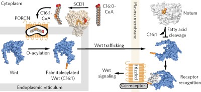 Fatty acylation of Wnt proteins