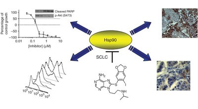 Selective compounds define Hsp90 as a major inhibitor of apoptosis in small-cell lung cancer