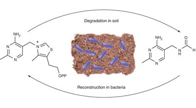 A new thiamin salvage pathway