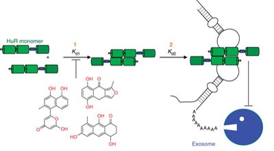 Identification and mechanistic characterization of low-molecular-weight inhibitors for HuR