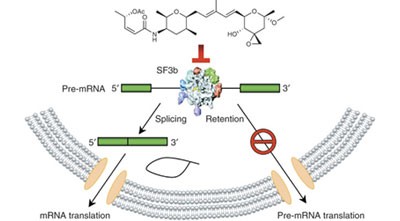 Spliceostatin A targets SF3b and inhibits both splicing and nuclear retention of pre-mRNA