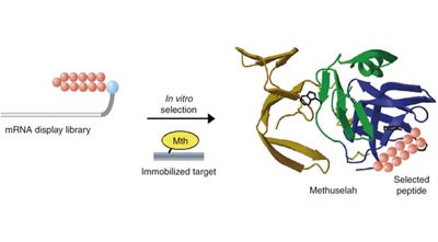 Extension of <i>Drosophila melanogaster</i> life span with a GPCR peptide inhibitor