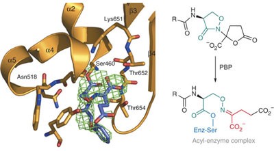 Structural and mechanistic basis of penicillin-binding protein inhibition by lactivicins