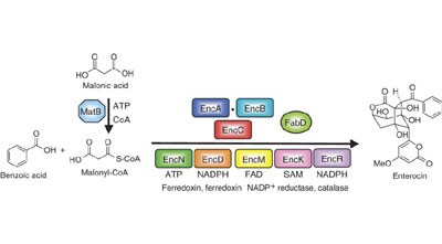 Enzymatic total synthesis of enterocin polyketides