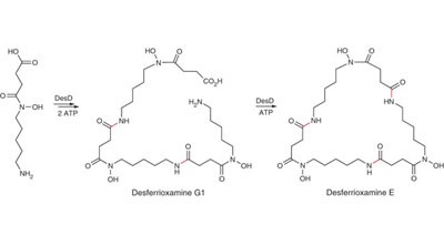 A new family of ATP-dependent oligomerization-macrocyclization biocatalysts