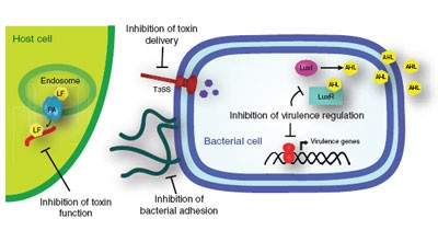 Targeting virulence: a new paradigm for antimicrobial therapy