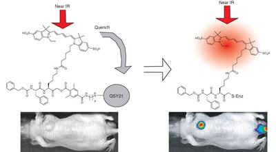 Noninvasive optical imaging of cysteine protease activity using fluorescently quenched activity-based probes