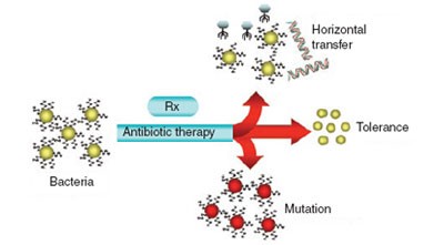 Combating bacteria and drug resistance by inhibiting mechanisms of persistence and adaptation