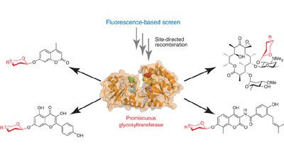 Expanding the promiscuity of a natural-product glycosyltransferase by directed evolution