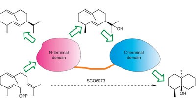 Biosynthesis of the earthy odorant geosmin by a bifunctional <i>Streptomyces coelicolor</i> enzyme