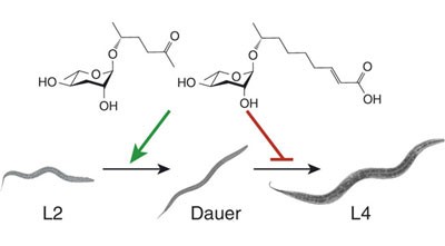 Small-molecule pheromones that control dauer development in <i>Caenorhabditis elegans</i>