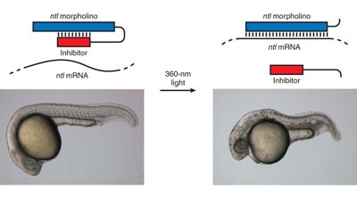 Light-controlled gene silencing in zebrafish embryos