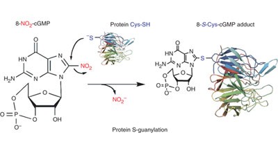 Protein S-guanylation by the biological signal 8-nitroguanosine 3′,5′-cyclic monophosphate