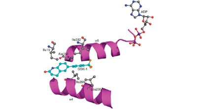 ATP-competitive inhibitors of the mitotic kinesin KSP that function via an allosteric mechanism