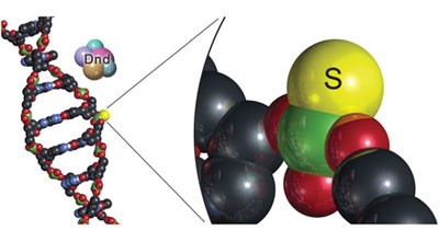 Phosphorothioation of DNA in bacteria by <i>dnd</i> genes