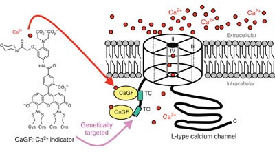 Calcium Green FlAsH as a genetically targeted small-molecule calcium indicator