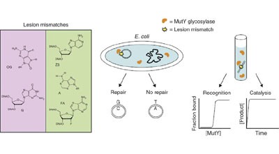 Unnatural substrates reveal the importance of 8-oxoguanine for <i>in vivo</i> mismatch repair by MutY
