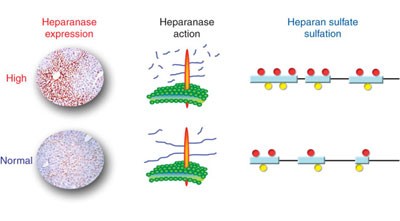 Transgenic or tumor-induced expression of heparanase upregulates sulfation of heparan sulfate