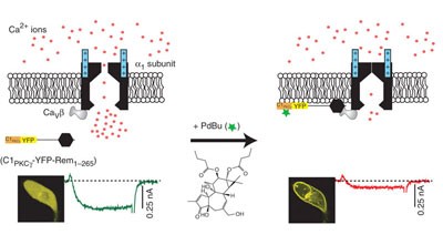 Genetically encoded molecules for inducibly inactivating Ca<sub>V</sub> channels