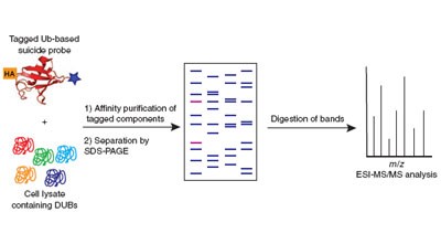 Mechanisms, biology and inhibitors of deubiquitinating enzymes