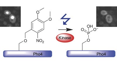 Control of protein phosphorylation with a genetically encoded photocaged amino acid