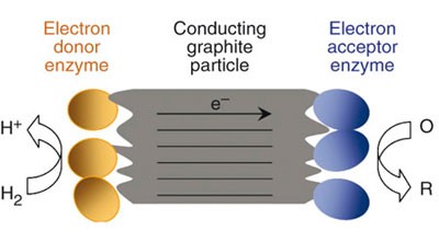 Enzymatic catalysis on conducting graphite particles