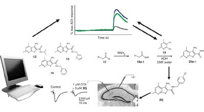 An allosteric potentiator of M<sub>4</sub> mAChR modulates hippocampal synaptic transmission