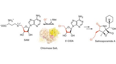Discovery and characterization of a marine bacterial SAM-dependent chlorinase
