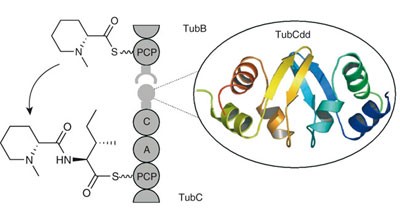 Multienzyme docking in hybrid megasynthetases