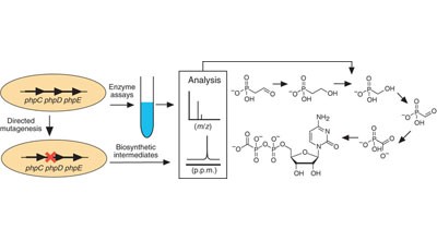 Unusual transformations in the biosynthesis of the antibiotic phosphinothricin tripeptide