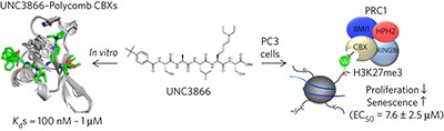 A cellular chemical probe targeting the chromodomains of Polycomb repressive complex 1