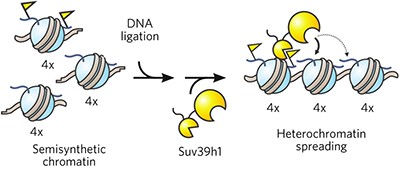 A two-state activation mechanism controls the histone methyltransferase Suv39h1