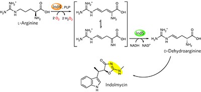 A pyridoxal phosphate–dependent enzyme that oxidizes an unactivated carbon-carbon bond