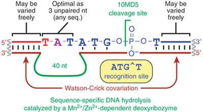 DNA-catalyzed sequence-specific hydrolysis of DNA